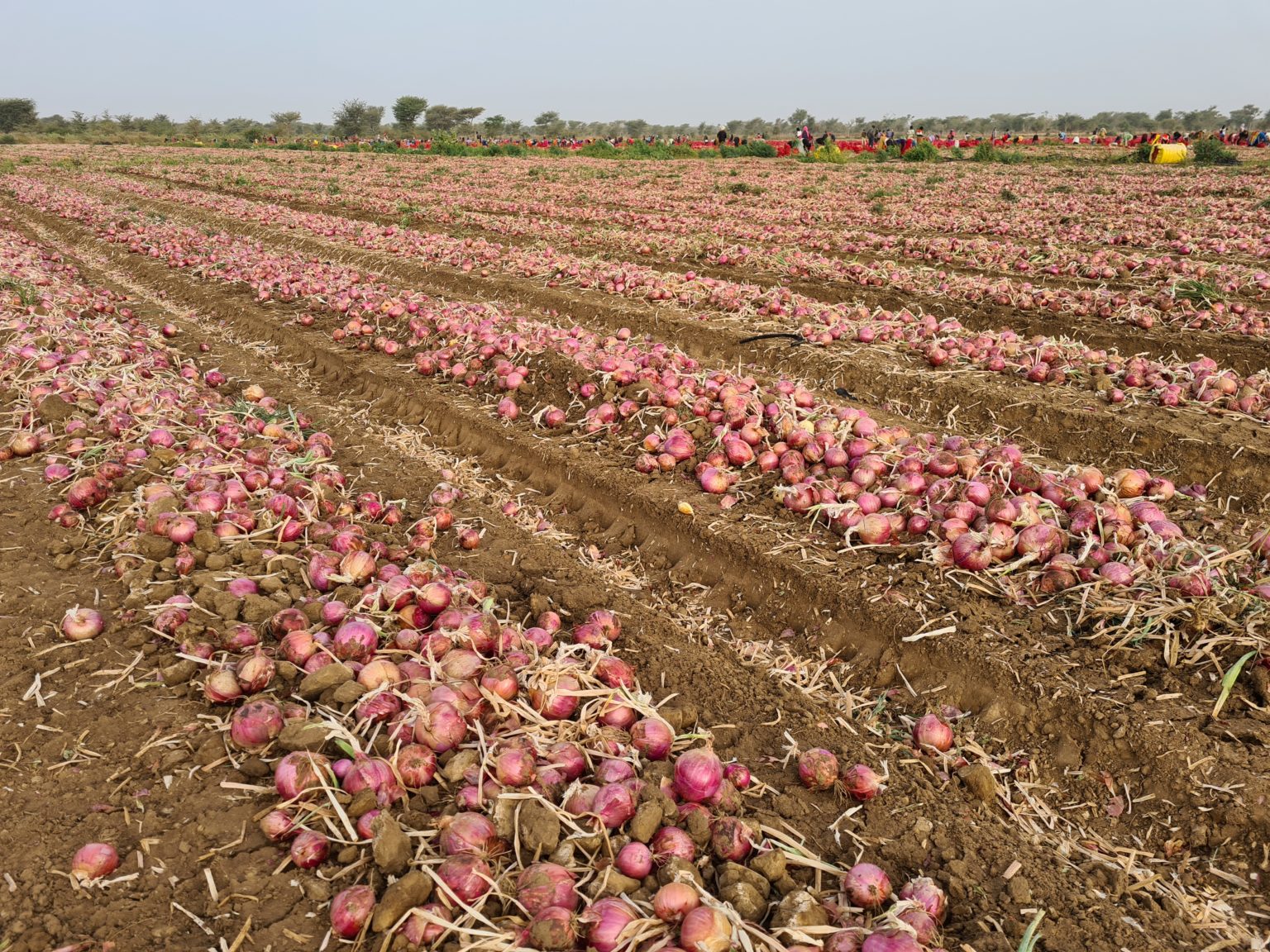 A Big Thanks to Our Onion and Tomato Growers! Hazera Africa